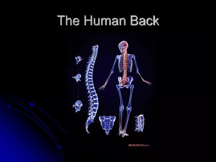 the human back