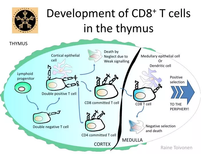 development of cd8 t cells in the thymus