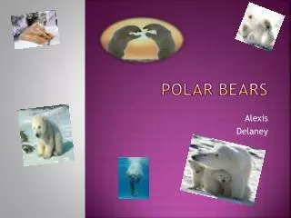 POLAR BEARS