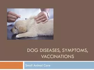 Dog Diseases, Symptoms, Vaccinations
