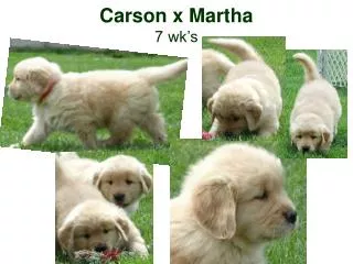 carson x martha 7 wk s