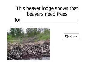 This beaver lodge shows that beavers need trees for______________________.
