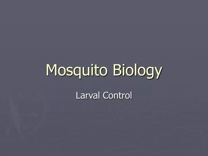 mosquito biology