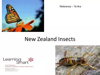 New Zealand Insects