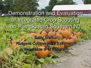 Demonstration and Evaluation of Integrated Crop Scouting on Pumpkins in Southern NJ