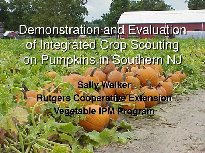 demonstration and evaluation of integrated crop scouting on pumpkins in southern nj