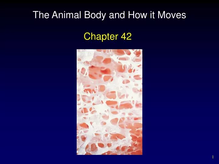 the animal body and how it moves