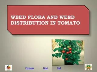 WEED FLORA AND WEED DISTRIBUTION IN TOMATO
