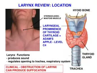 LARYNX REVIEW: LOCATION