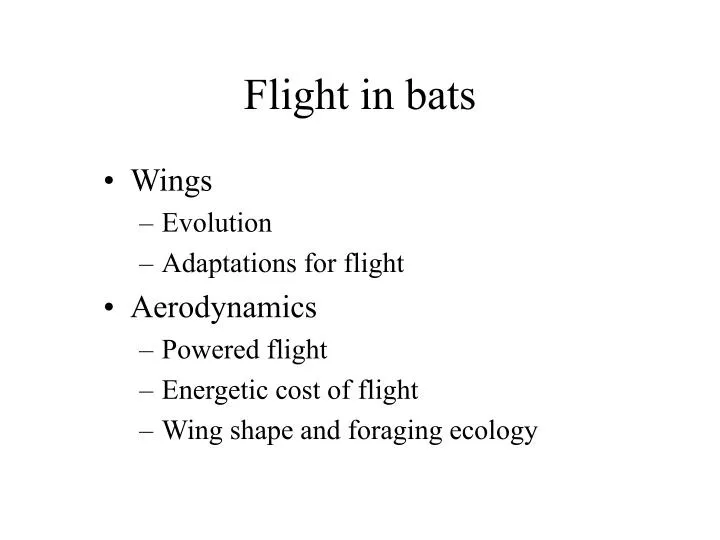 flight in bats
