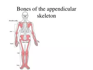 Bones of the appendicular skeleton