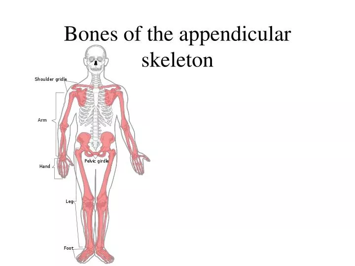 bones of the appendicular skeleton