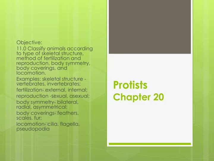 protists chapter 20