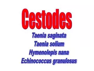 Cestodes