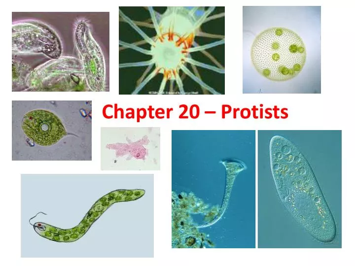 chapter 20 protists
