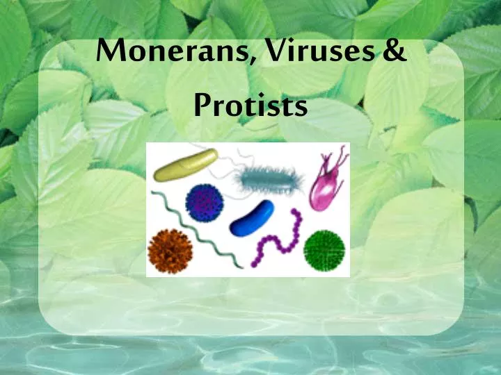 monerans viruses protists