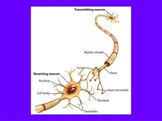 Brain Development Neurogenesis: Proliferation of neurons through cell division
