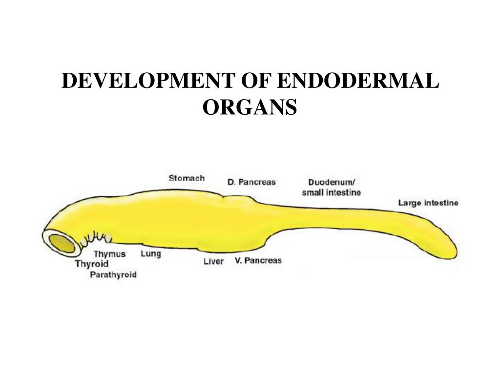 PPT - DEVELOPMENT OF ENDODERMAL ORGANS PowerPoint Presentation, free ...