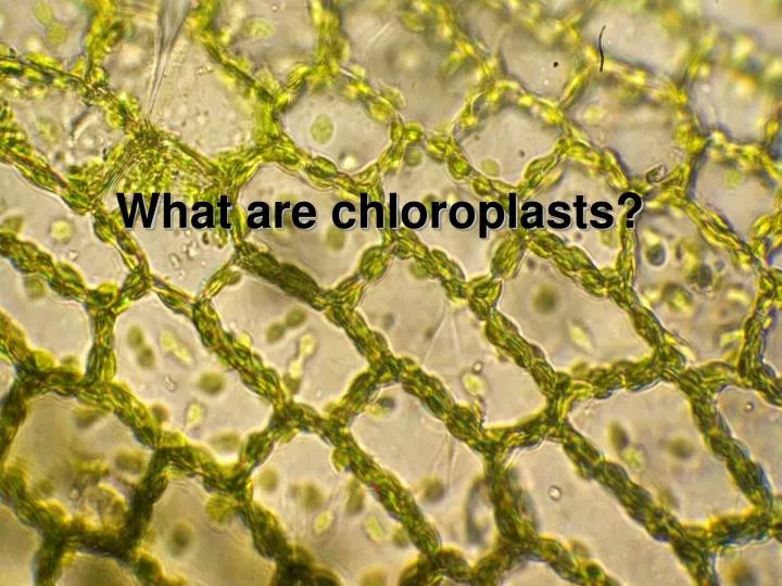 what are chloroplasts