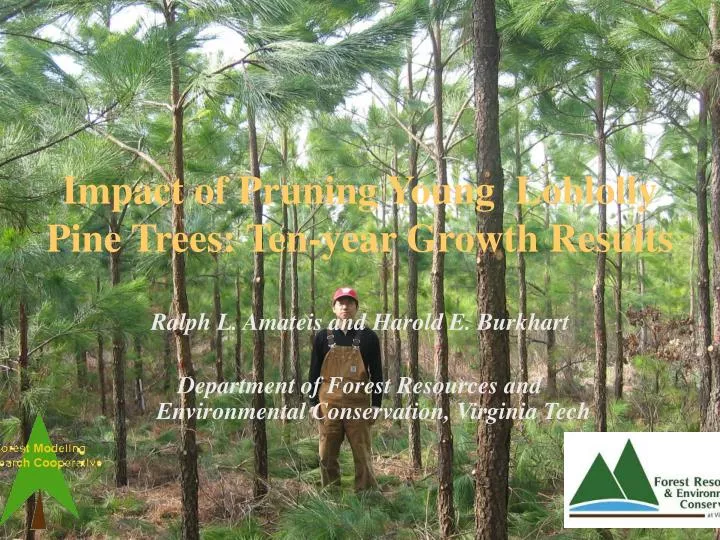 impact of pruning young loblolly pine trees ten year growth results
