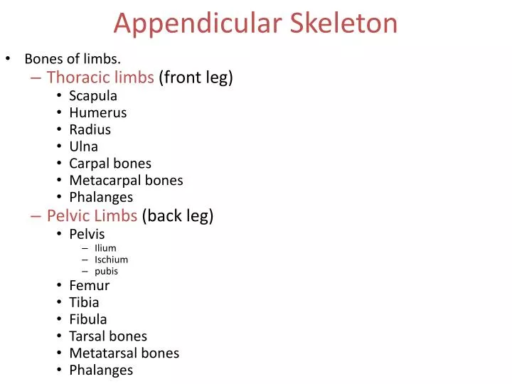 appendicular skeleton