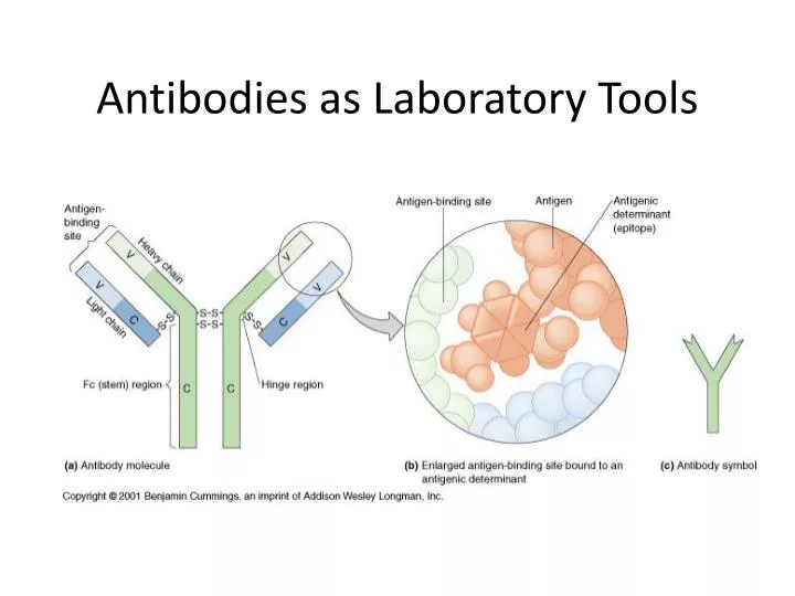 antibodies as laboratory tools
