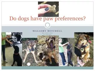 Do dogs have paw preferences?