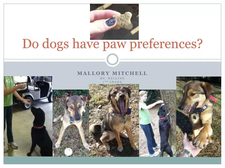do dogs have paw preferences