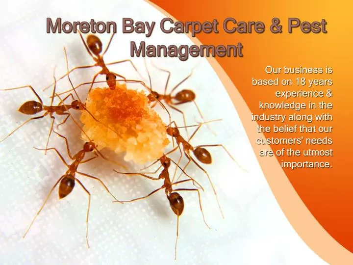 moreton bay carpet care pest management