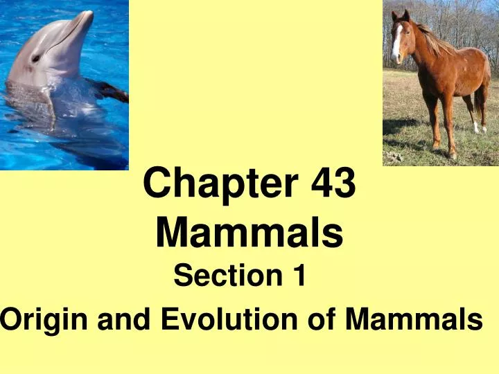 chapter 43 mammals