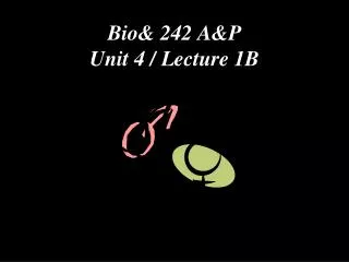 Bio&amp; 242 A&amp;P Unit 4 / Lecture 1B