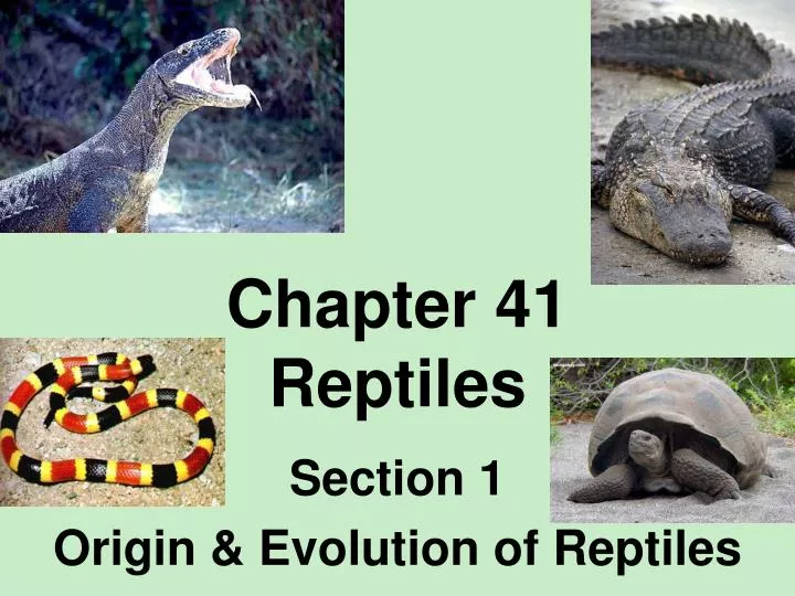 chapter 41 reptiles