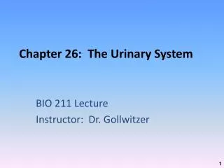 chapter 26 the urinary system