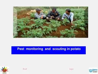 Pest monitoring and scouting in potato