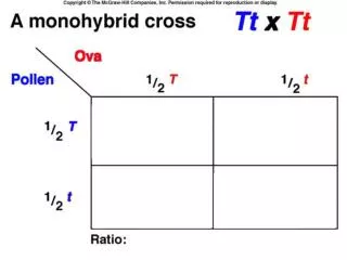 1/2T x 1/2T x 1/2 Y x 1/2Y= 1/16 TTYY