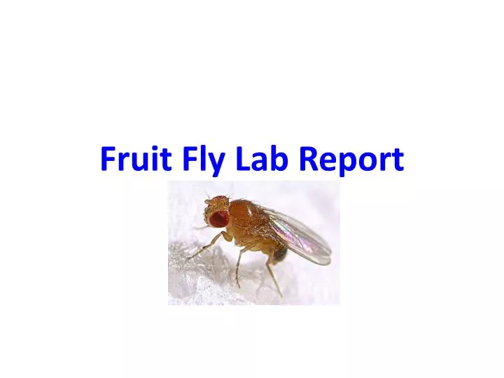 fruit fly lab report