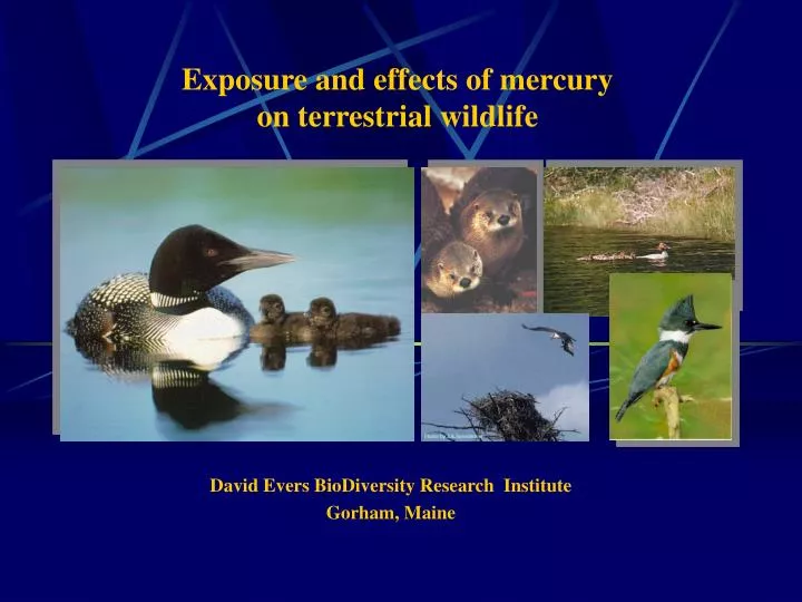 exposure and effects of mercury on terrestrial wildlife