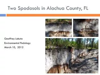Two Spodosols in Alachua County, FL
