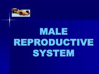 MALE REPRODUCTIVE SYSTEM