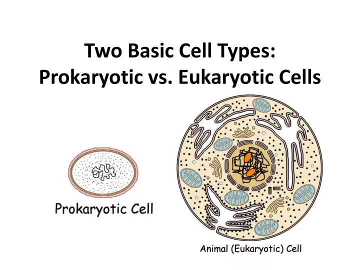 two basic cell types prokaryotic vs eukaryotic cells