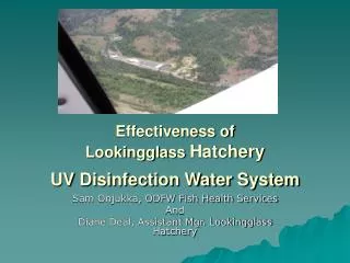 Effectiveness of Lookingglass Hatchery UV Disinfection Water System