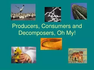 PPT - PRODUCERS, CONSUMERS, And DECOMPOSERS PowerPoint Presentation ...