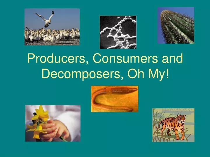 producers consumers and decomposers oh my