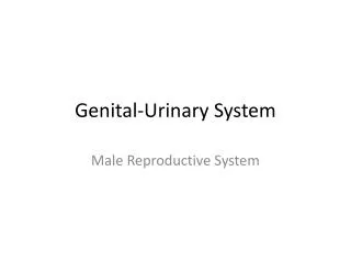 genital urinary system