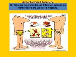 Characteristics of Bacteria