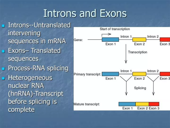 introns and exons