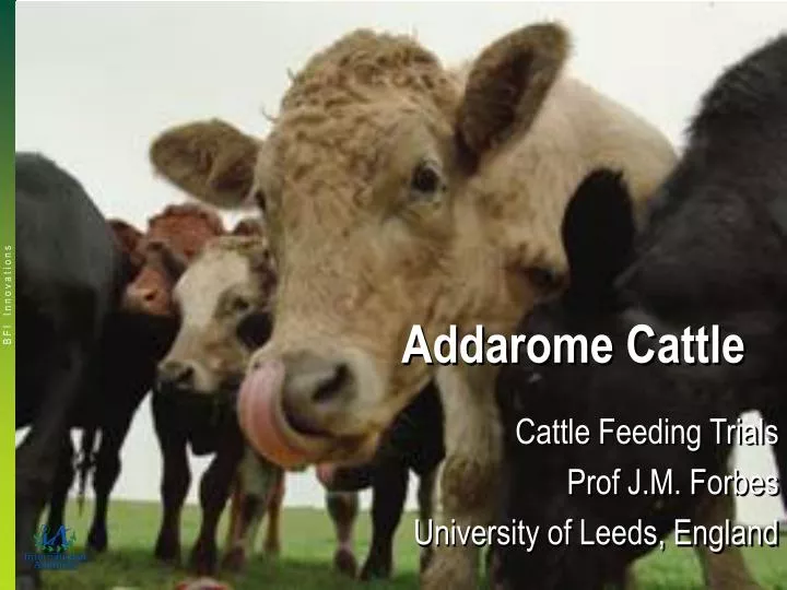 addarome cattle