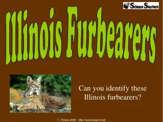 Can you identify these Illinois furbearers?