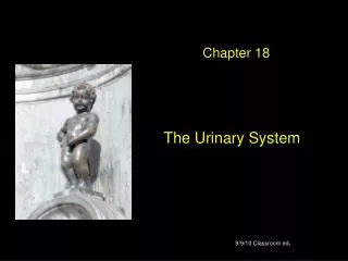 The Urinary System