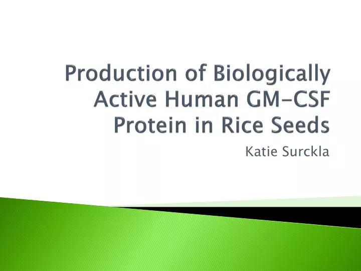 production of biologically active human gm csf protein in rice seeds